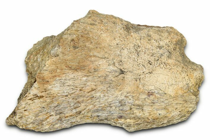 Dinosaur (Triceratops) Frill Shield Section - Montana #338892